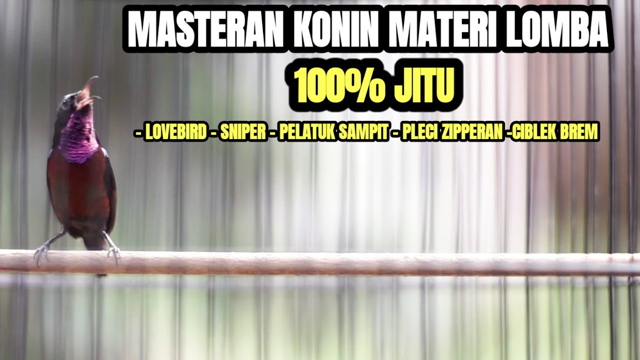 MASTERAN KONIN FULL MATERI MEWAH SIAP LOMBA 100% NYAUT