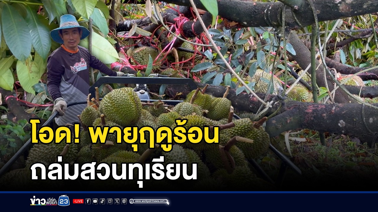 โอด! พายุฤดูร้อนถล่มสวนทุเรียน | ตลาดข่าว - ข่าวเช้าเวิร์คพอยท์ | 7 มี.ค. 69