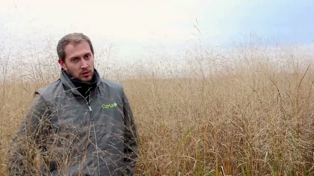 Switchgrass : alternative à la paille Partie 1
