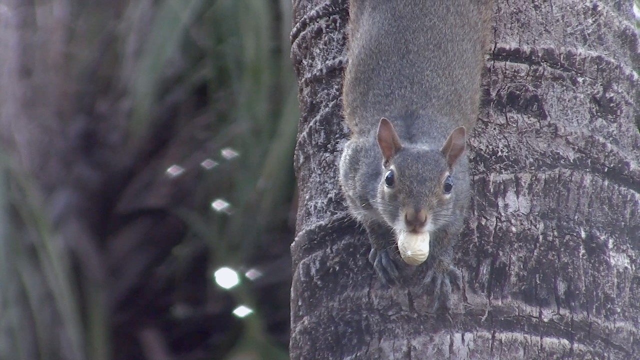 Eastern Gray Squirrel Nature Footage 0002 - WAWW's Relaxing Wildlife