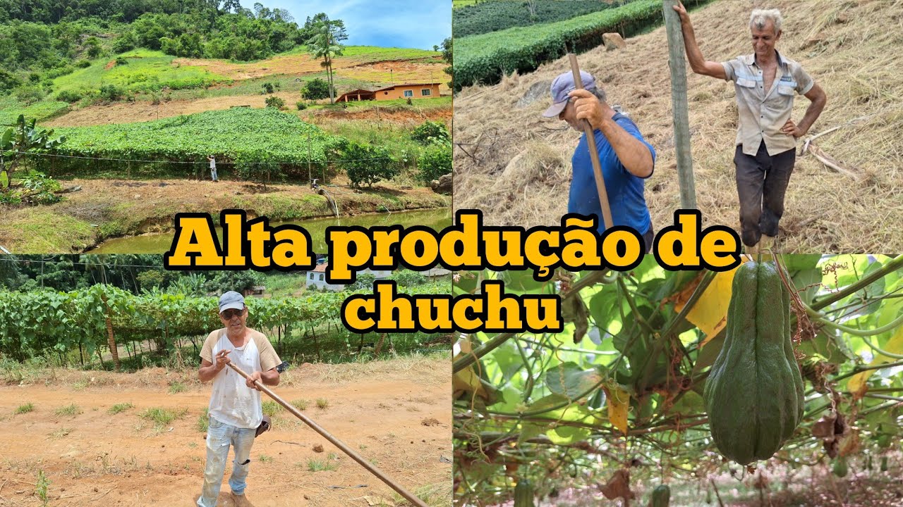 Ensinando como fazer uma parreira de chuchu