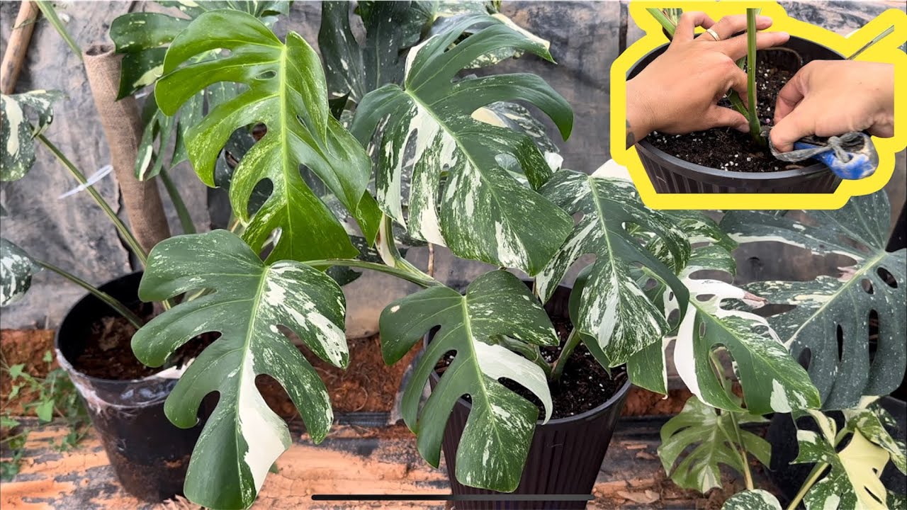 Cutting Monstera var tiger | cách nhân giống trầu bà nam mỹ đột biến
