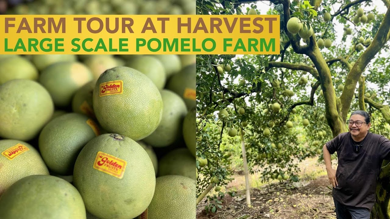 Farm Tour sa High Level Management and Operations ng Pomelo Orchard!