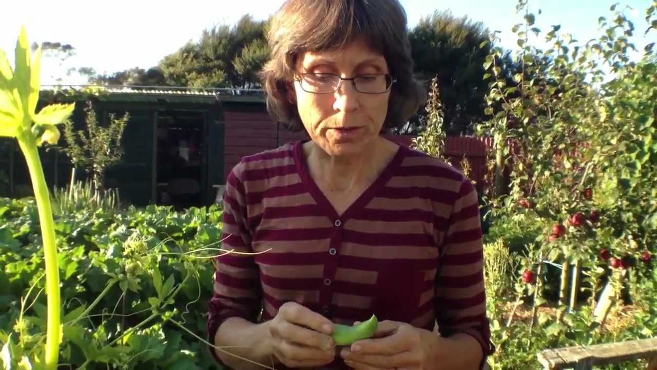 Korilla Wonder Vegetable from the Andes