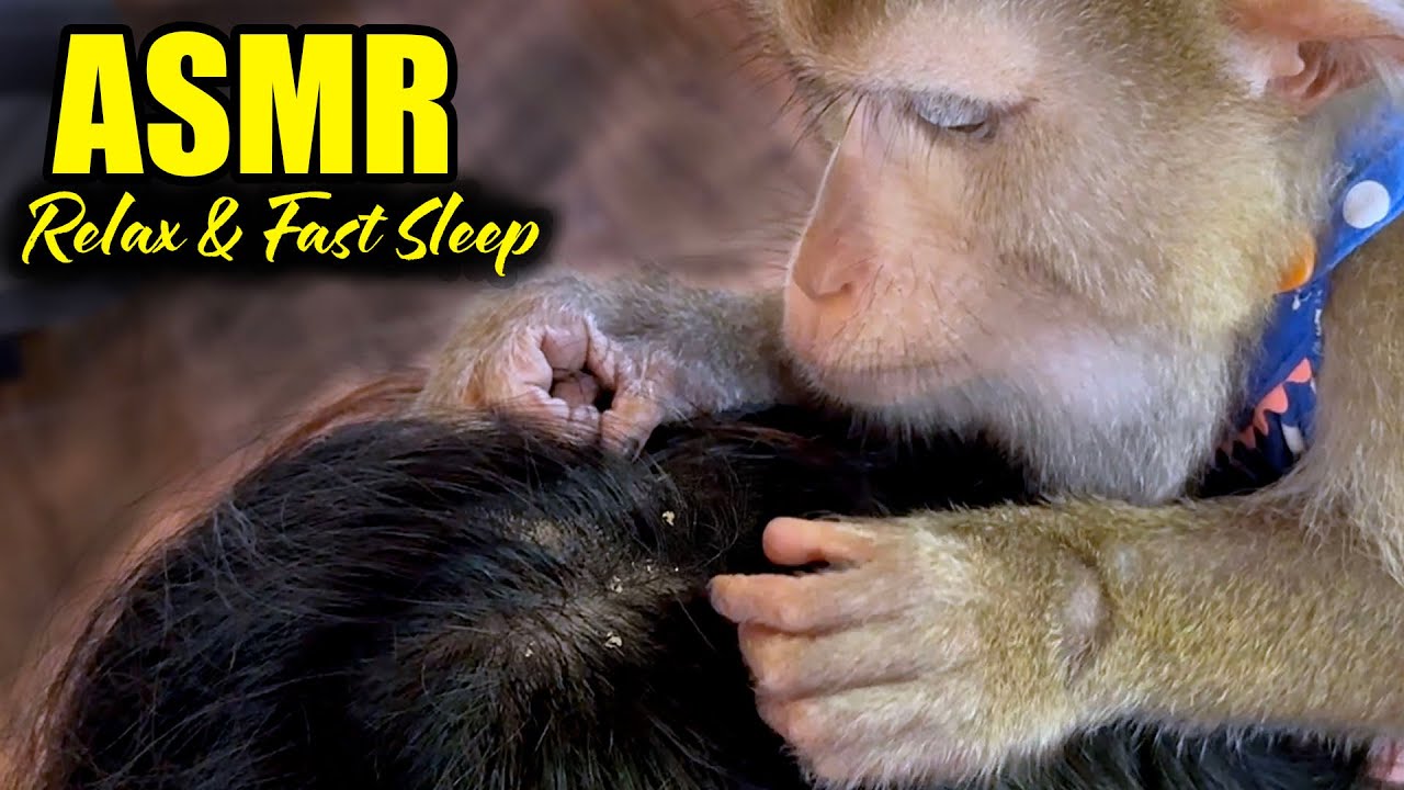 Ultimate Sleep Triggers | Monkey Grooming ASMR To Fall Asleep Fast