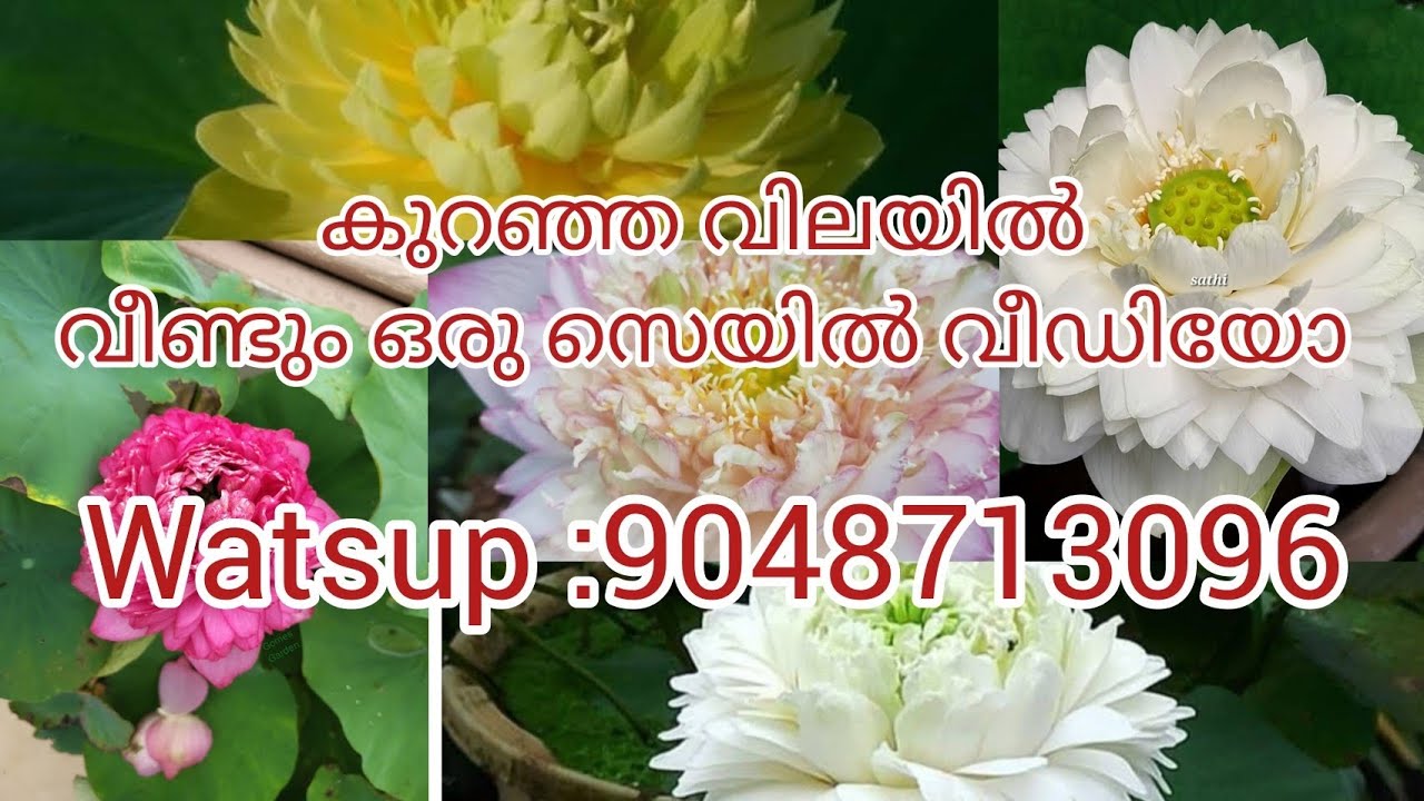 കുറഞ്ഞ വിലയിൽ വീണ്ടും ഒരു സെയിൽ വീഡിയോ /watsup 9048713096