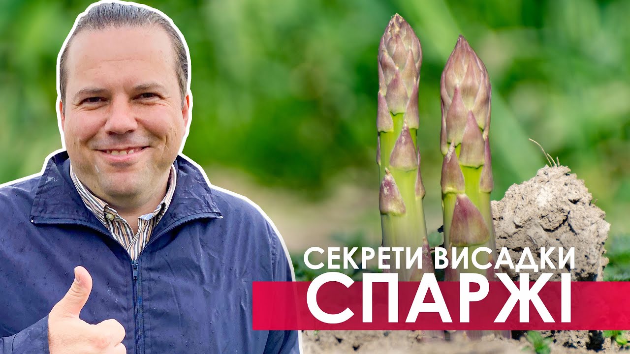 Як висаджувати спаржу. Аспарагус на присадибній ділянці