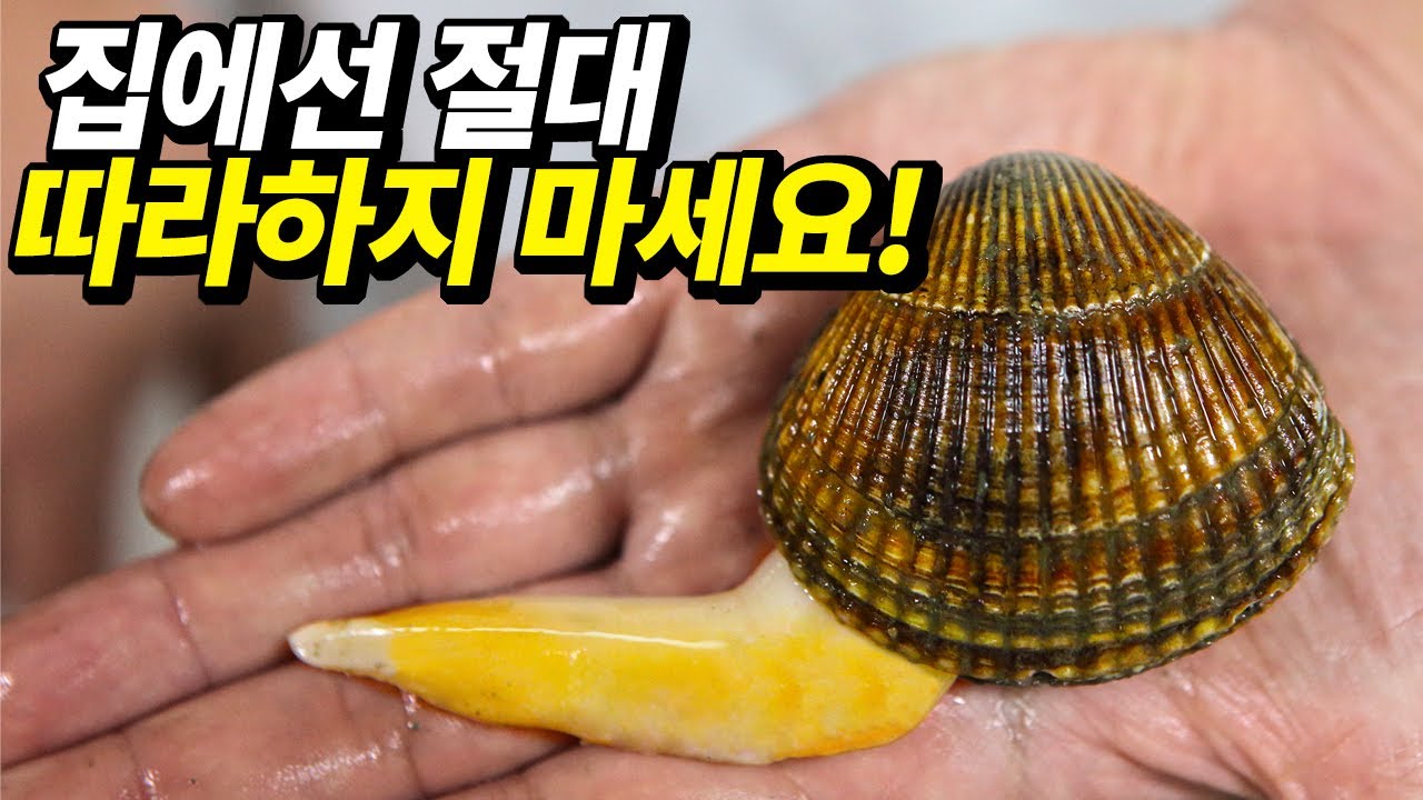 이거 먹고 거실 초토화됐습니다. 올해 가장 맛있었던 인생 조개 ㅠㅠ