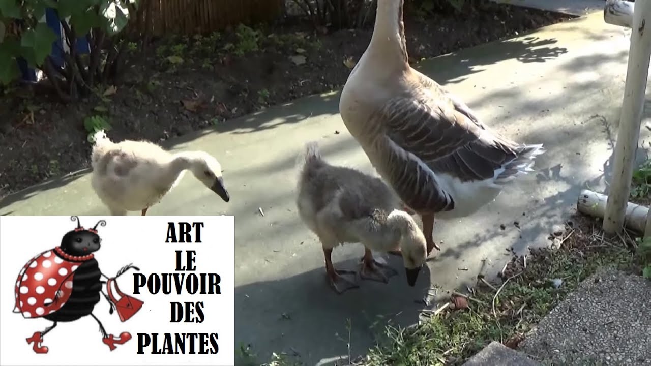 Famille patapouf les bébés patapouf partent en vacance
