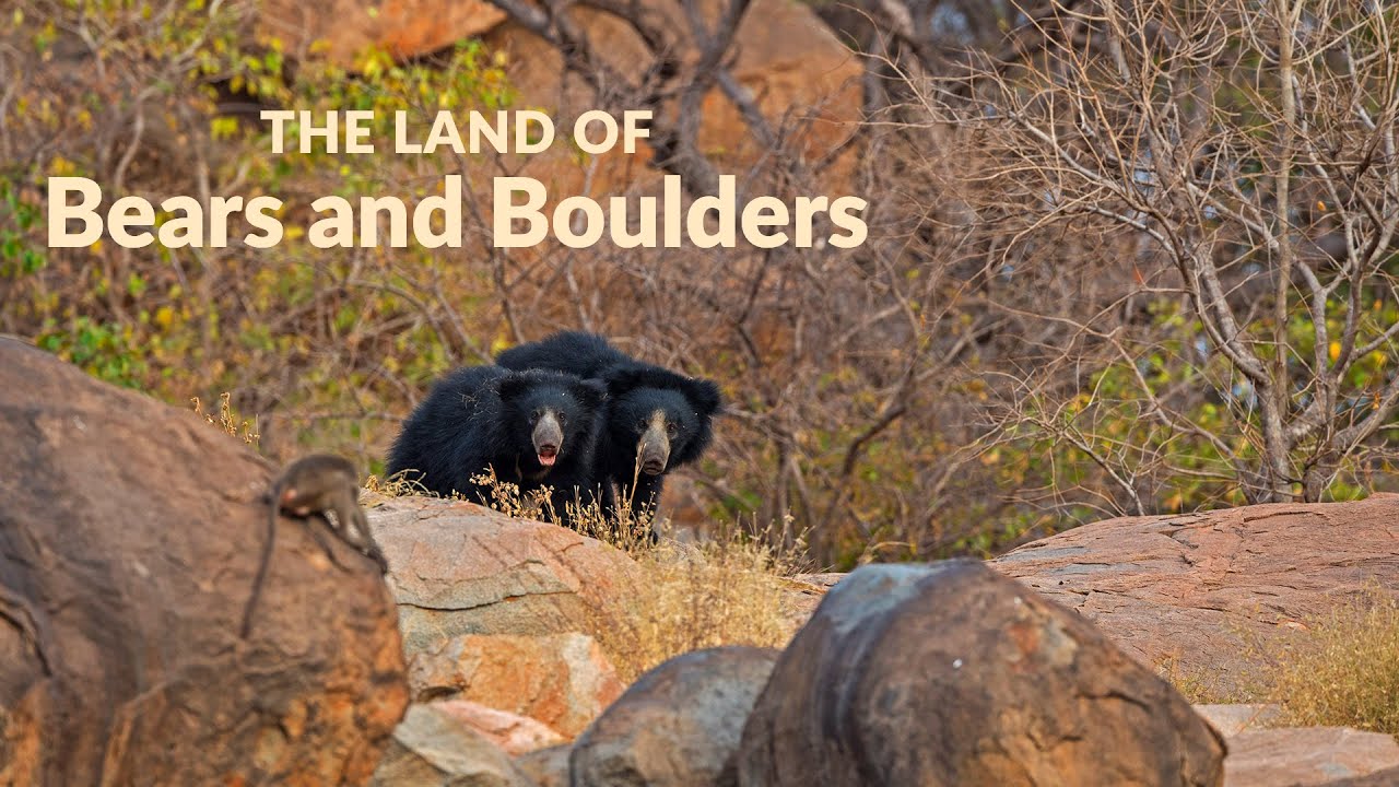 The Land of Bears and Boulders: Daroji Sloth Bear Sanctuary | Indian Wildlife |‪ @RoundglassSustain