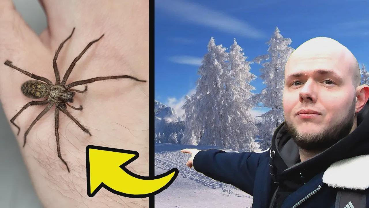 Quais aranhas aparecem no inverno?