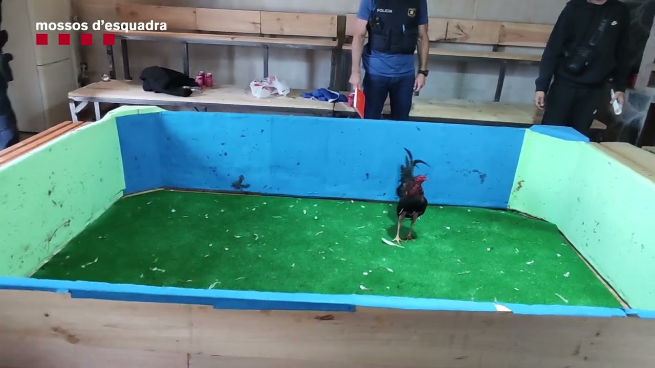 Pelea de gallos en Reus