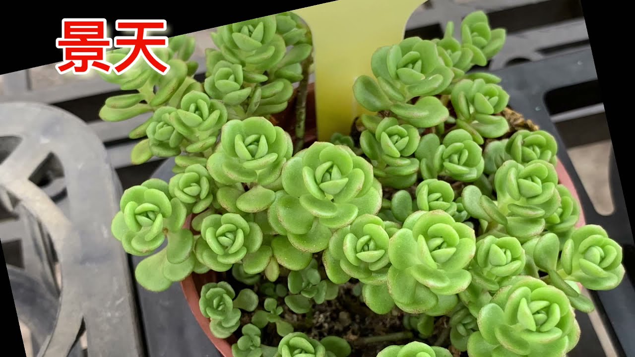 #多肉植物名字#第二集#349#13