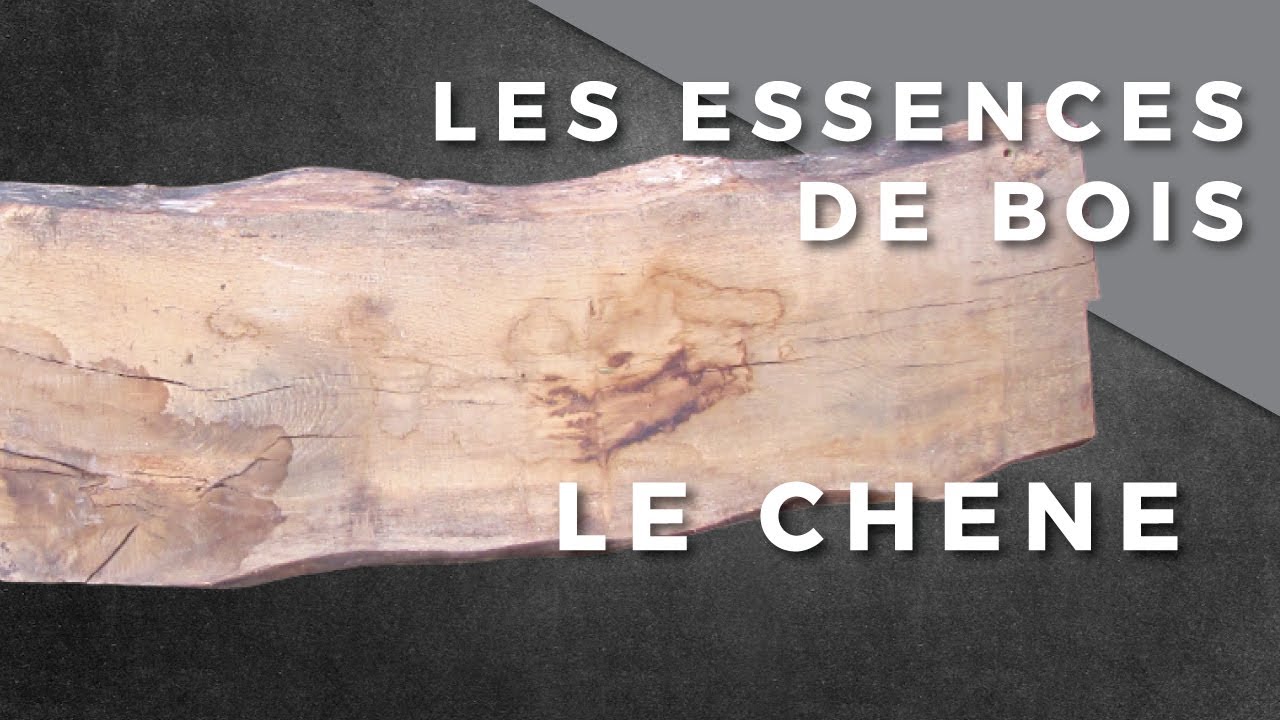 Les Essences de bois - Le Chêne