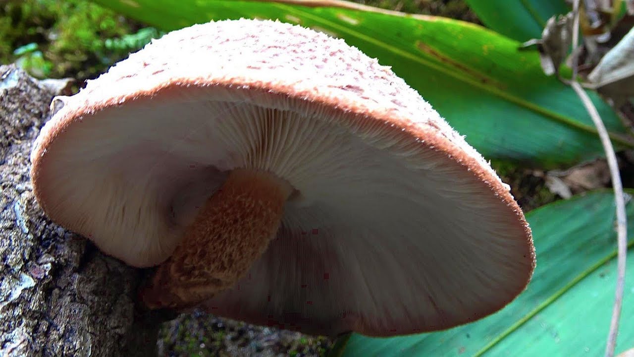 しいたけ採りとバターステーキのち紅葉狩り