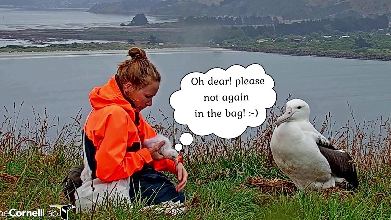 New Zealand ~Ranger Rebecca is checking the healthy & weight~5:58 PM 2020/02/02