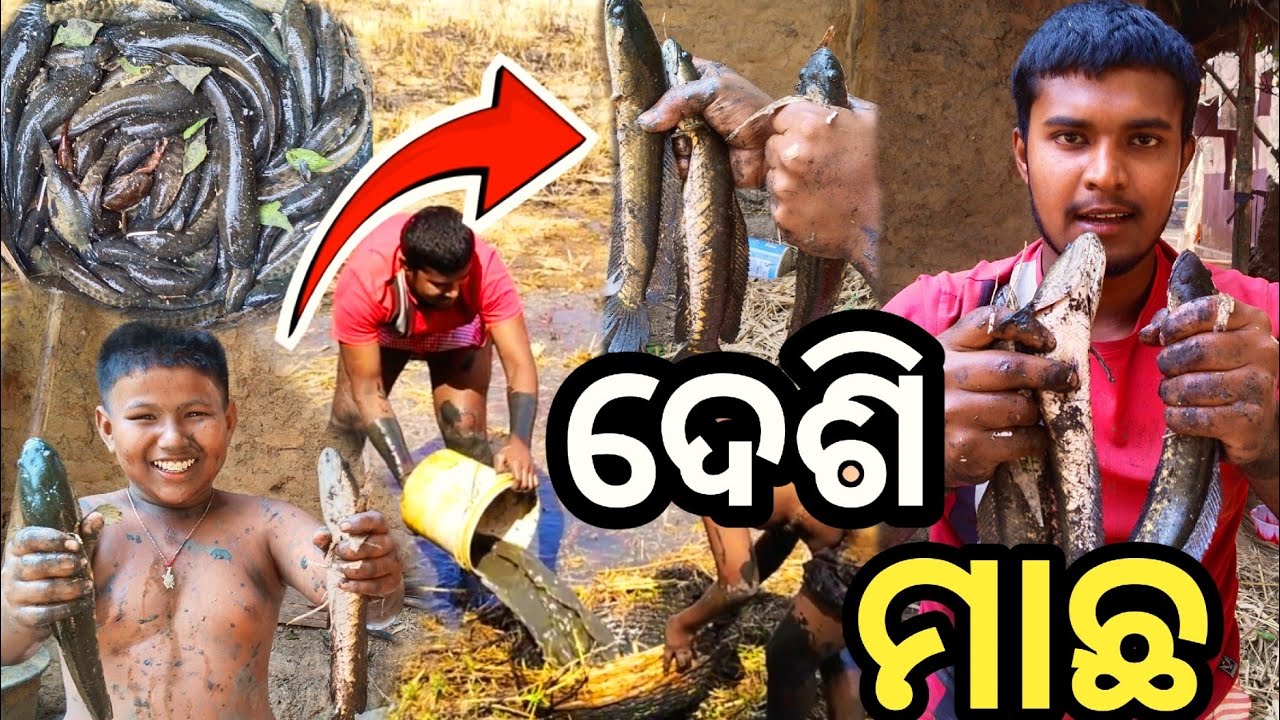 ଦେଶି ମାଛ 🐟 ll ଆଜି ଗୁନୁ ଘର ପୋଖରୀରୁ ଧରିଲୁ ମାଛ ll Odia Vlog ll #fish #machli #desimacha #trending