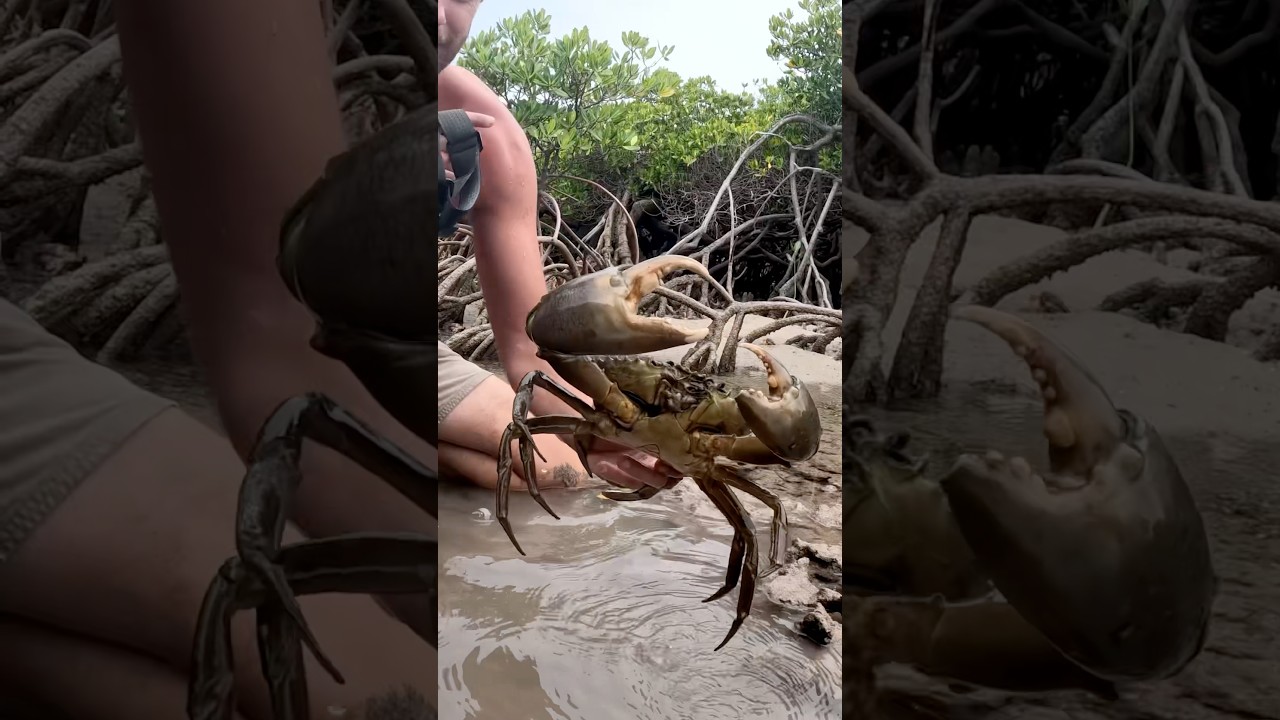 GIANT MUDCRAB! Barehanded Catch 🦀