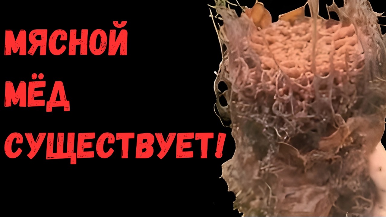 Пчёлы Открыли Мясной Мёд...