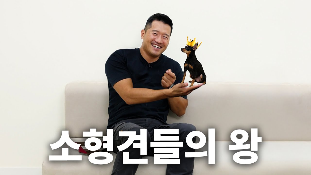 내가 왕이 될 상인가. 성질머리에 비해 몸이 작아 슬픈 미니핀 | 견종백과 미니어처 핀셔편