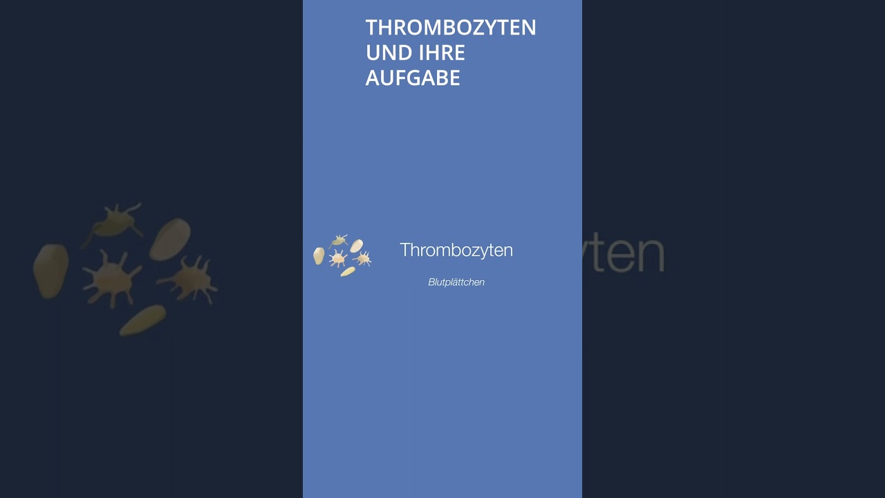 #shorts Thrombozyten / Blutpl&auml;ttchen und ihre Aufgabe