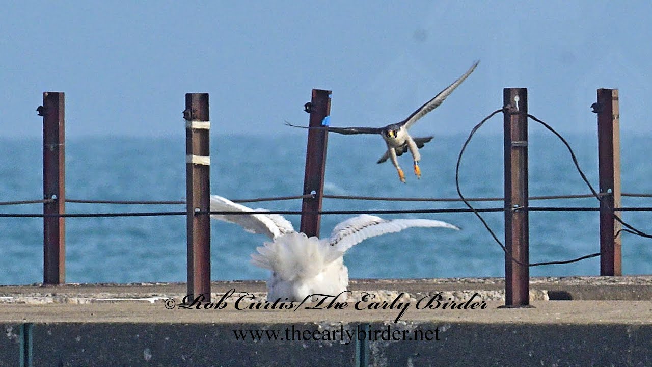 Peregrine Falcons terrorizing SNOWY OWL