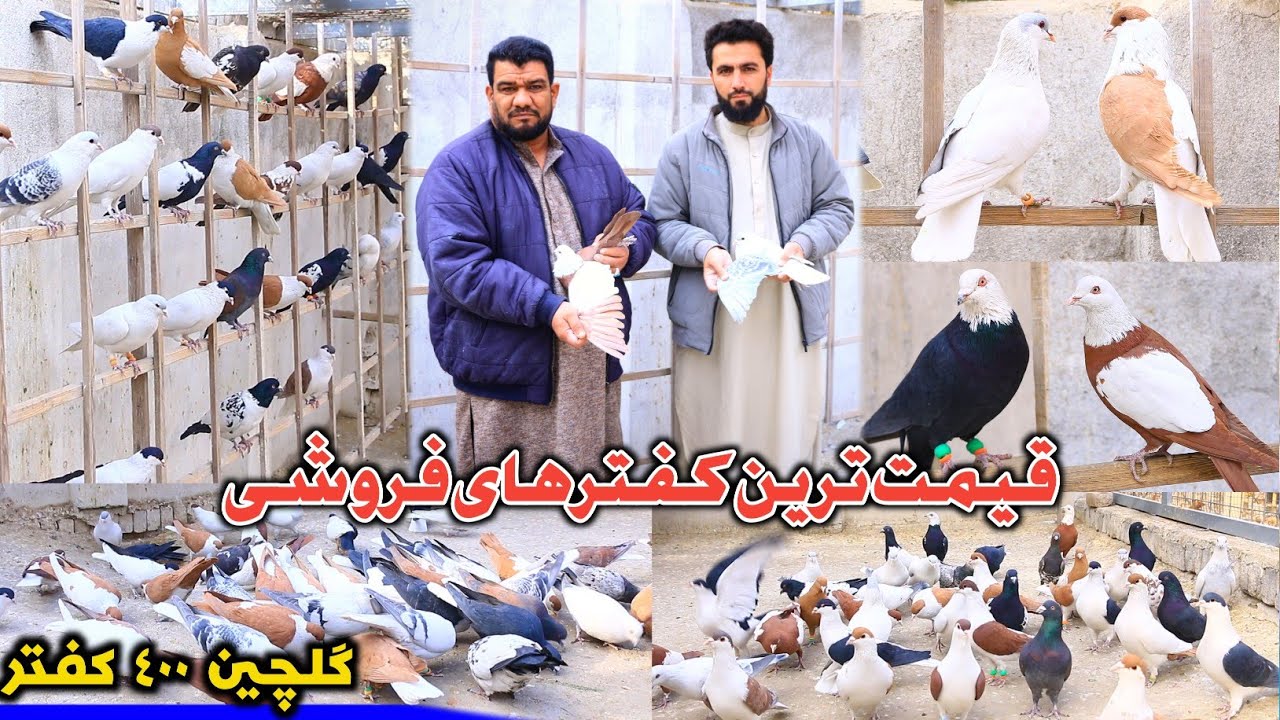 قیمت‌ ترین کفترهای فروشی کابل | The Most Expensive Pigeons in Kabul – 300,000 Afghanis | 