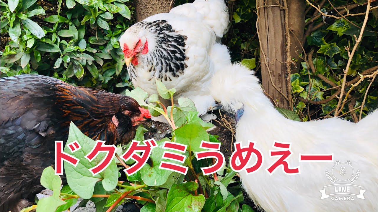 ドクダミなど雑草の駆除、ムカデなど害虫の駆除に最適な方法
