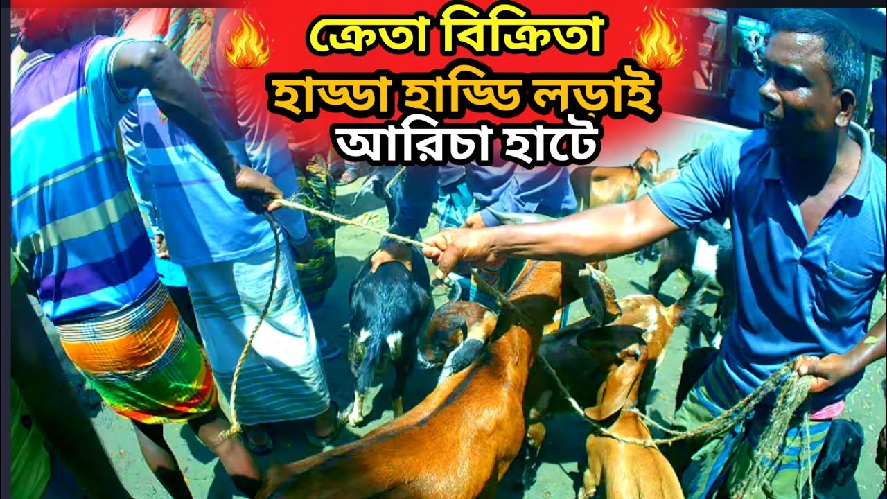 আরিচা হাটে ক্রেতা বিক্রেতা হাড্ডাহাড্ডি লড়াই করে ছাগল কিনছে, Goat price in Arisa heat. 