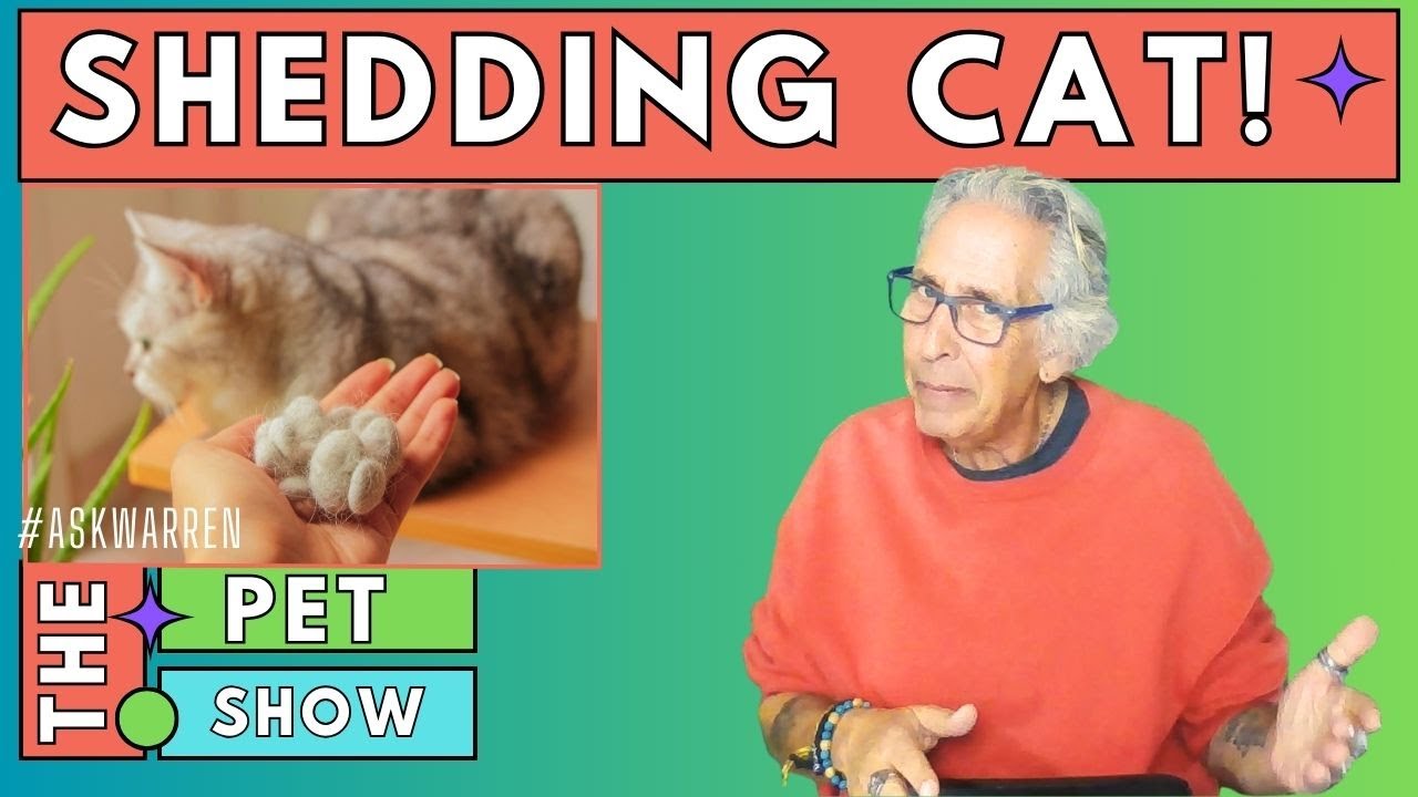 How To Stop Cat Shedding