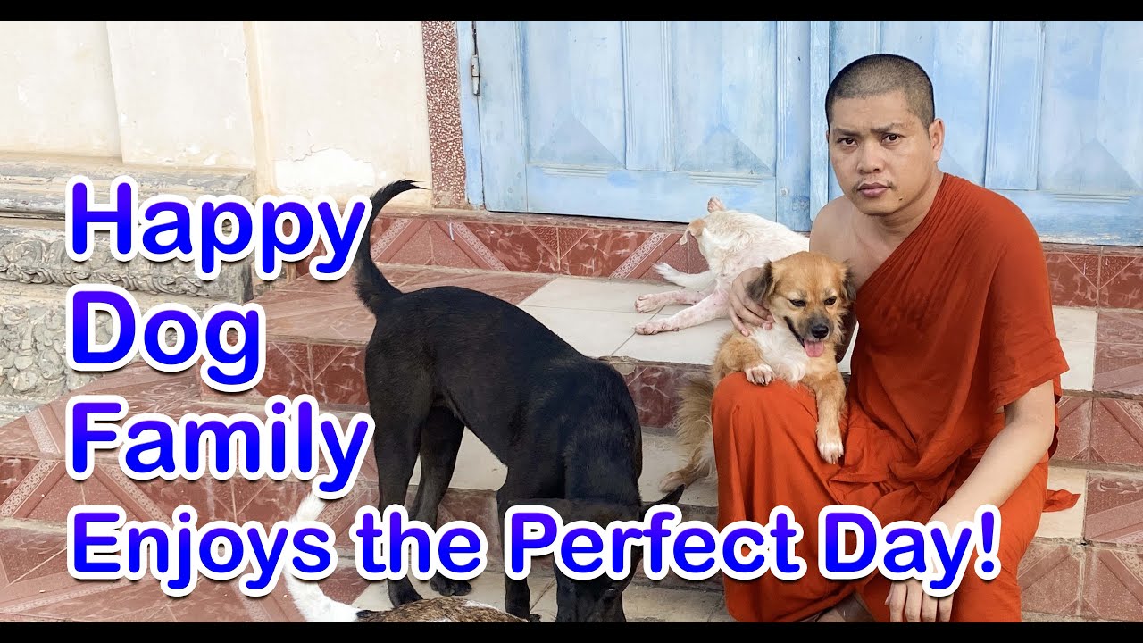 Happy Dog Family Enjoys the Perfect Day!
