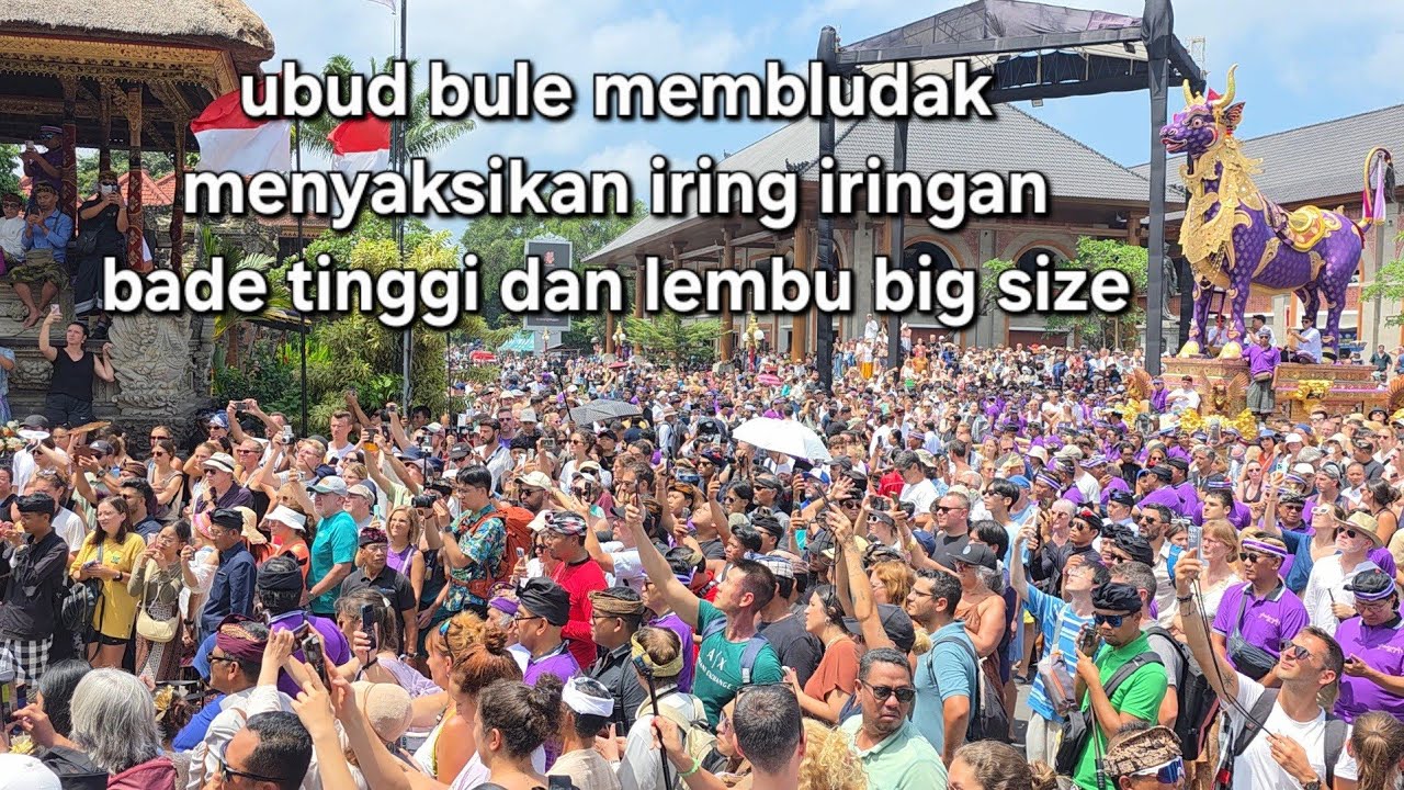 ubud! bule membludak ikut menyaksikan iring iringan bade tibggi dan lembu ungu big size