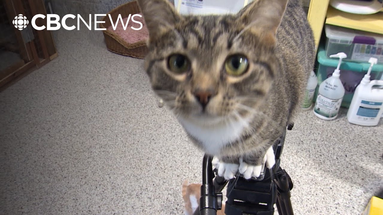 Signs of recovery for dozens of cats rescued from a house of hoarders in Wynyard, Sask.