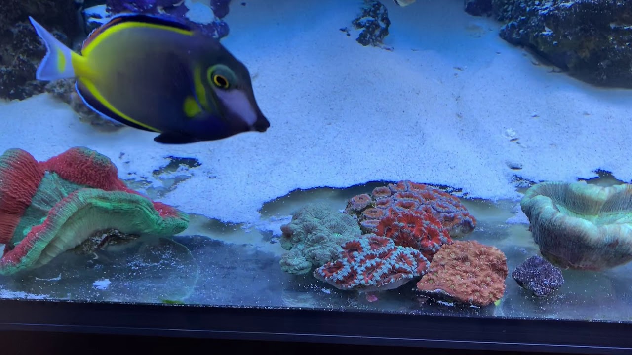 Acan Garden and Scolys | Vlog #23