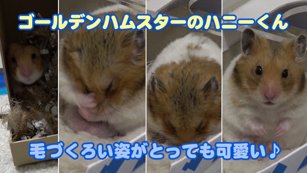 【ゴールデンハムスターのハニーくん】394 フードの音で即起床！毛づくろいして寝落ちするハニーくん🐹💤
