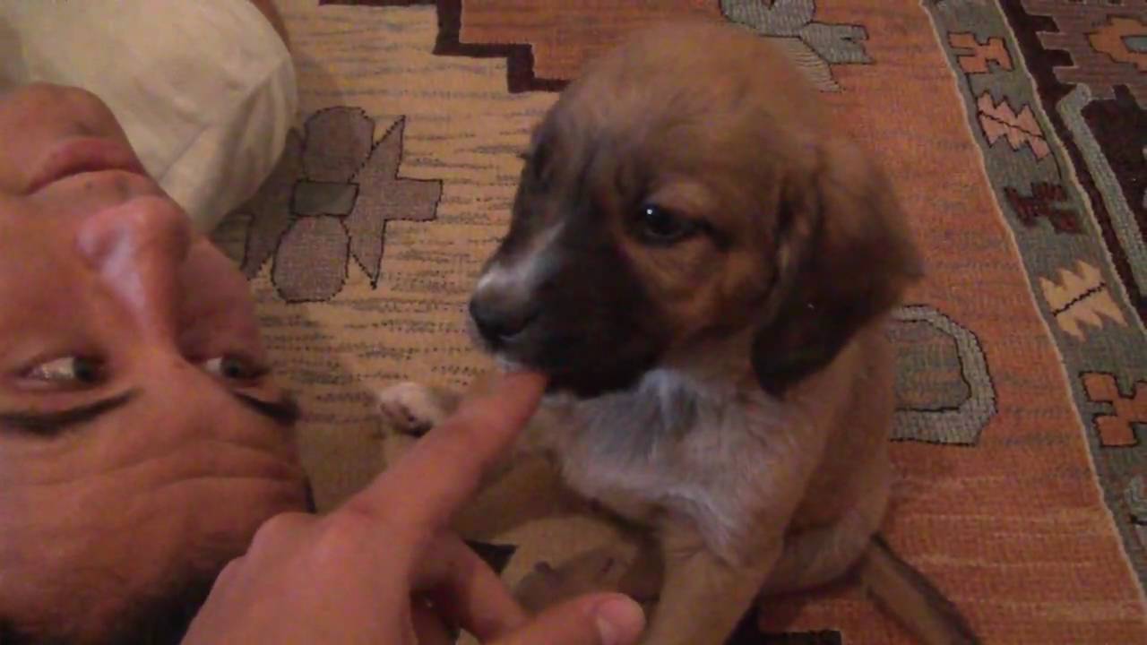 Flying Trickster playing with the new puppy Kenzo - So cute!