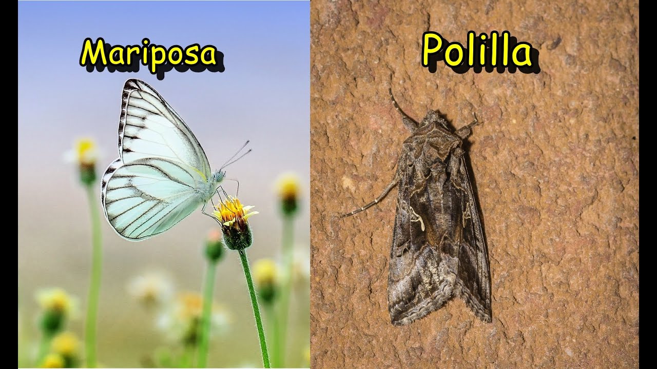 Las diferencias entre las mariposas y las polillas.