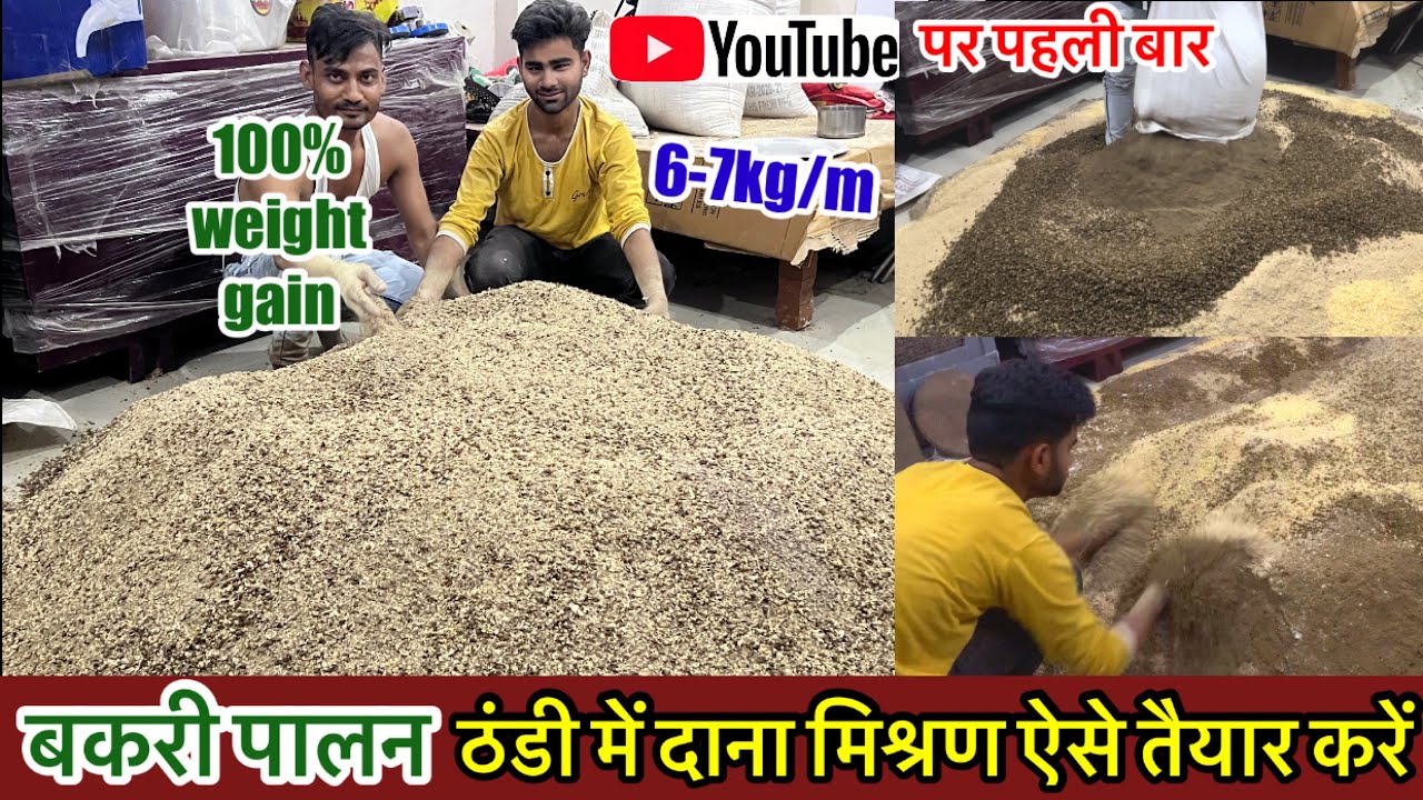 Goat farming winter feed for immunity and weight gain॥बकरी पालन ठंडी में दाना मिश्रण ऐसे तैयार करें