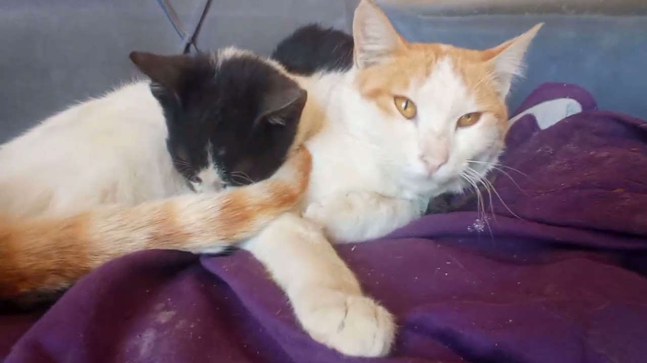 Cute Cat Family 😊🥰 #viral #trending #foryou #viralyoutubevideo 