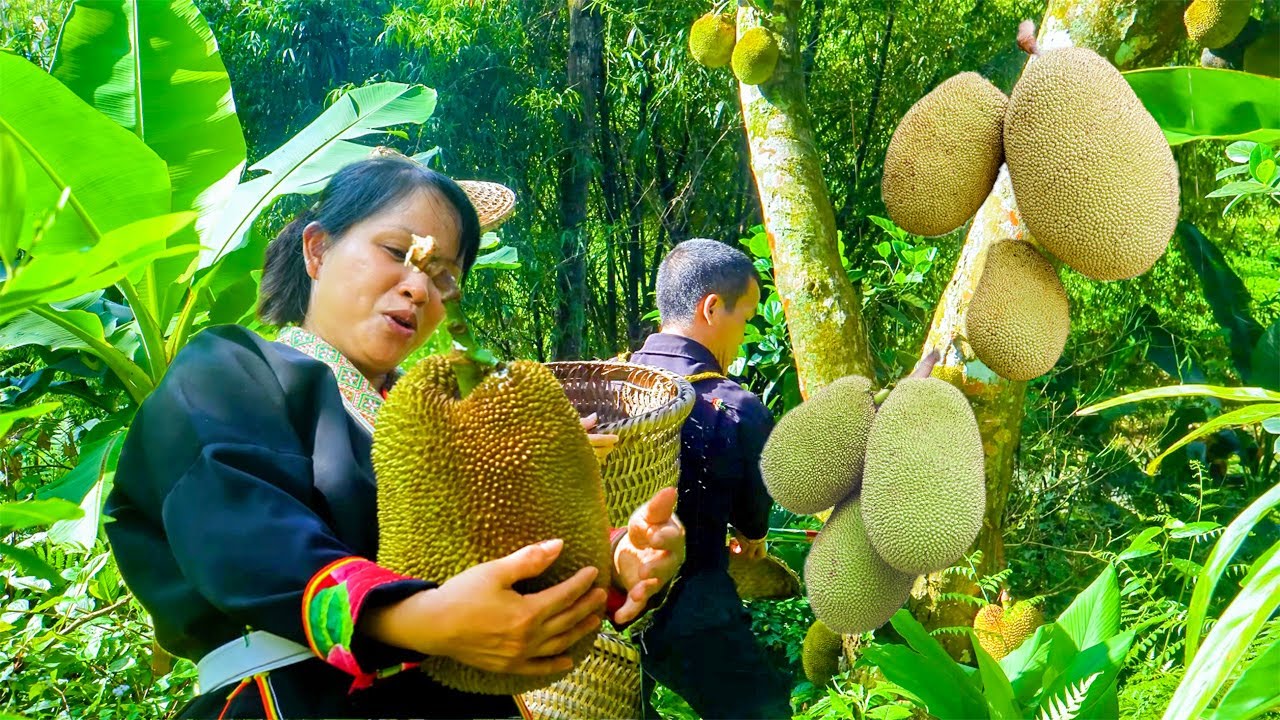 Dwarf Family Harvesting Jackfruit in the Jungle – Giant Python Found in the Tree