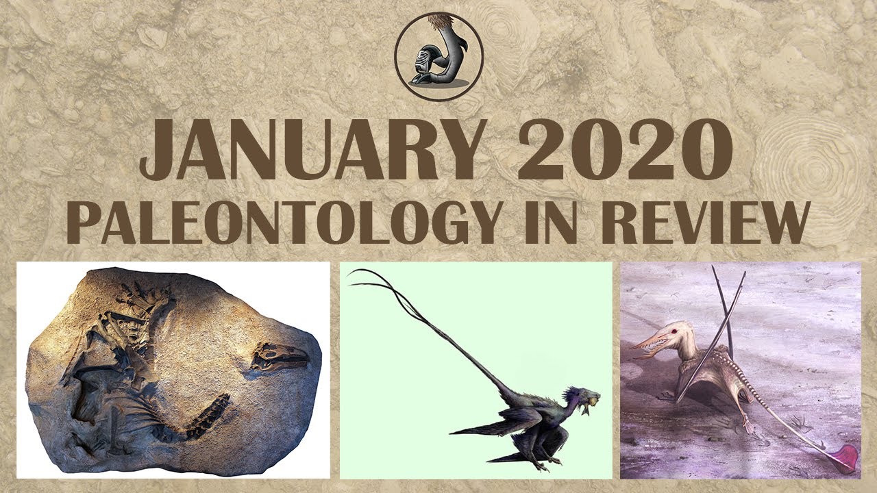 New Fossils and Paleontology- January 2020