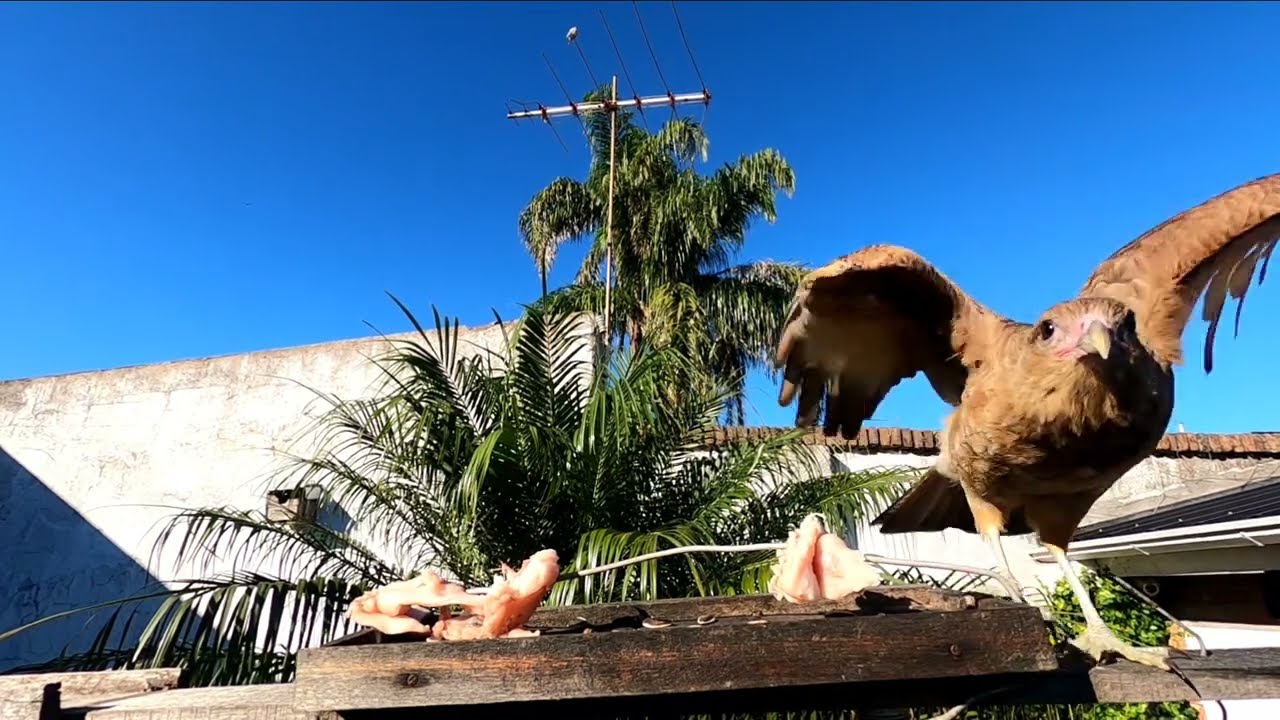 CHINGOLO Y CHIMANGO