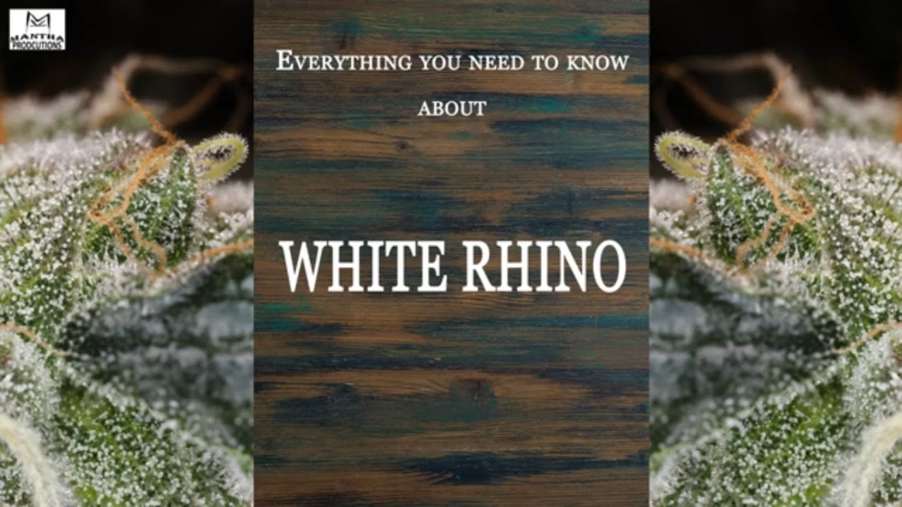 White Rhino | Best Buds Strain Spotlight