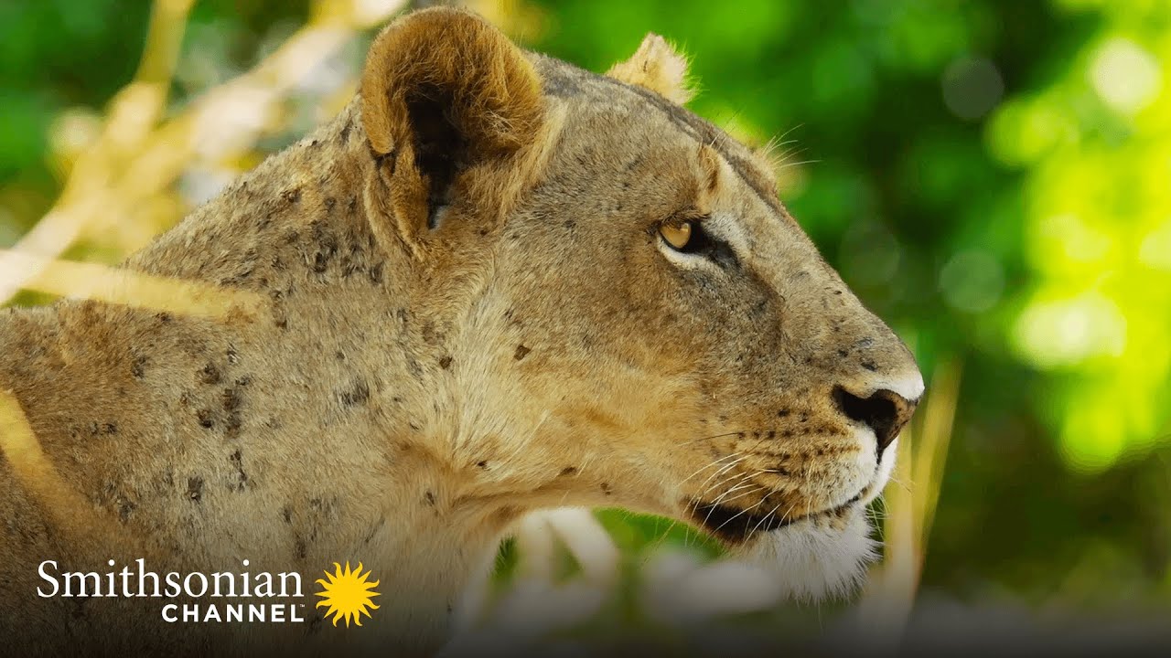 Why Lions Wait for their Prey to Wander Close ⏳ Big Cat Country | Smithsonian Channel