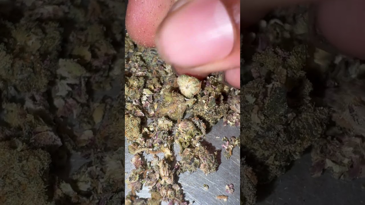 4 strains of za in da marley 🫂🤙🏽