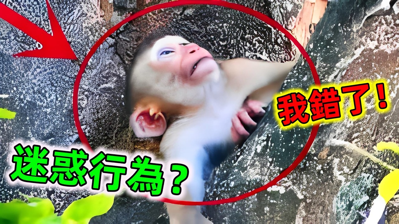 😂笑瘋了！這些動物的迷惑行為太不可思議了，猜不到下一秒它會做出什麼有趣事情#動物搞笑視頻 #動物搞笑日常 #動物的迷惑行為 #動物 #動物翻車 #世界之最 #王宇觀地球