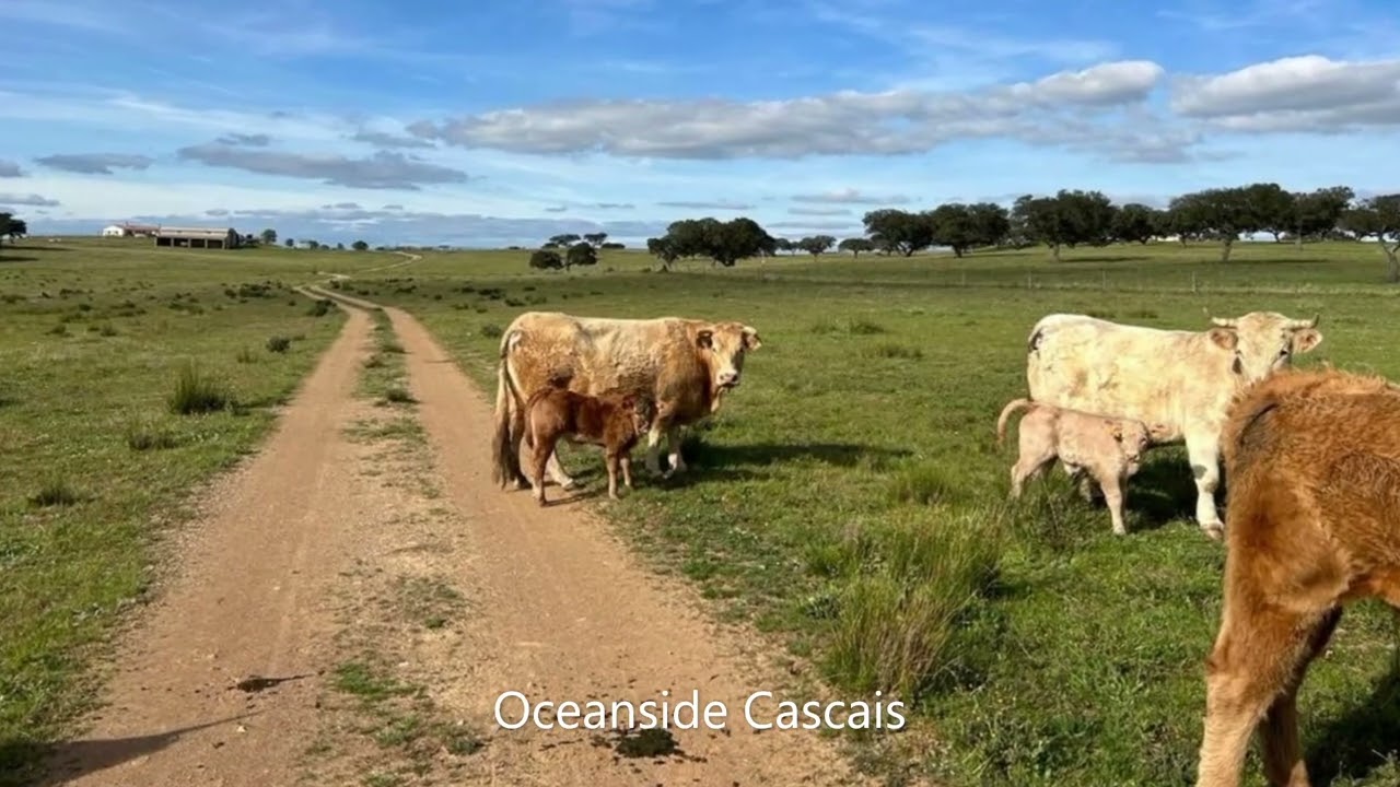 Herdade no Alentejo com casa e lago, Ourique