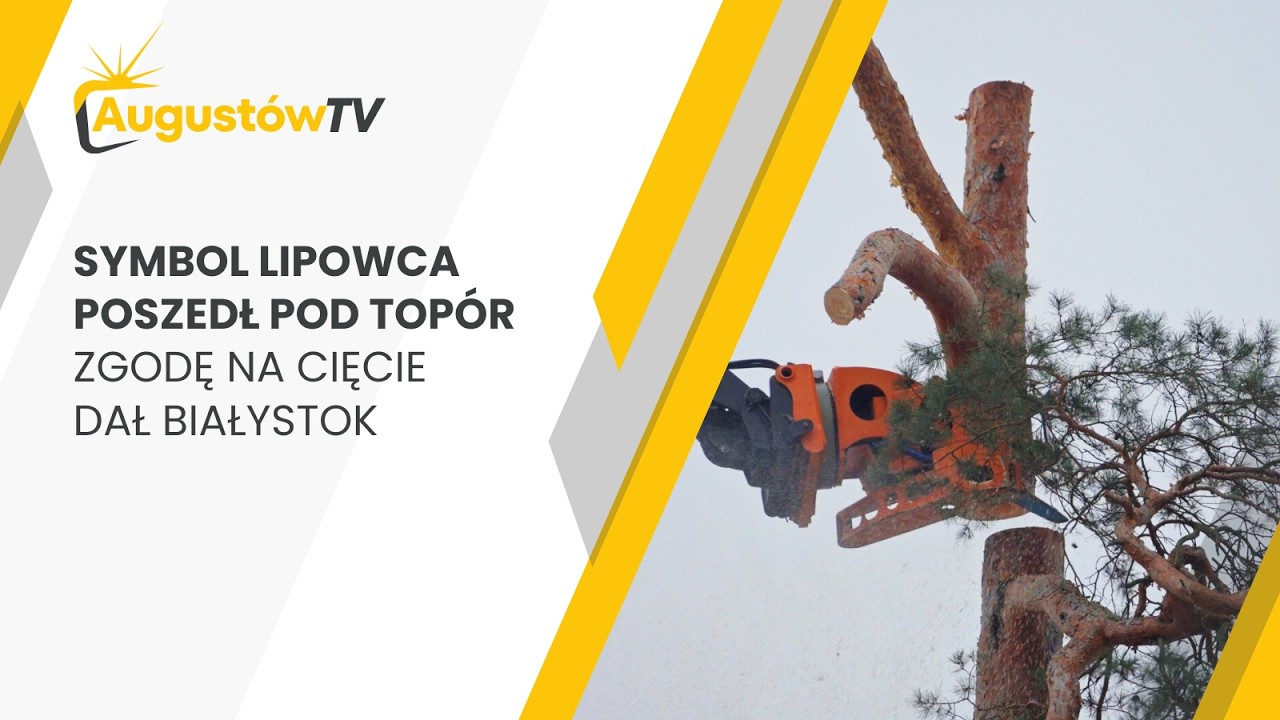 Symbol Lipowca poszedł pod topór. Zgodę na cięcie dał Białystok - AugustówTV