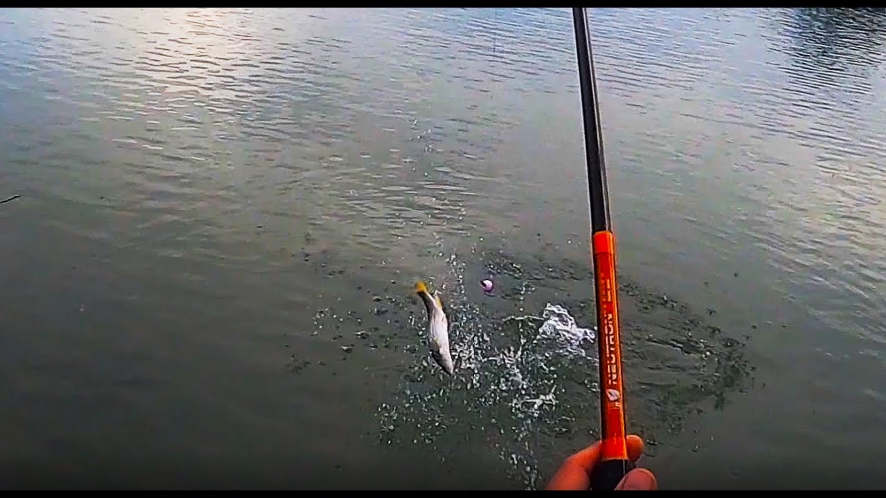 Fish On - Shore Fishing For Whitefish on the Fraser River, BC Canada - 菲沙河钓小白鱼