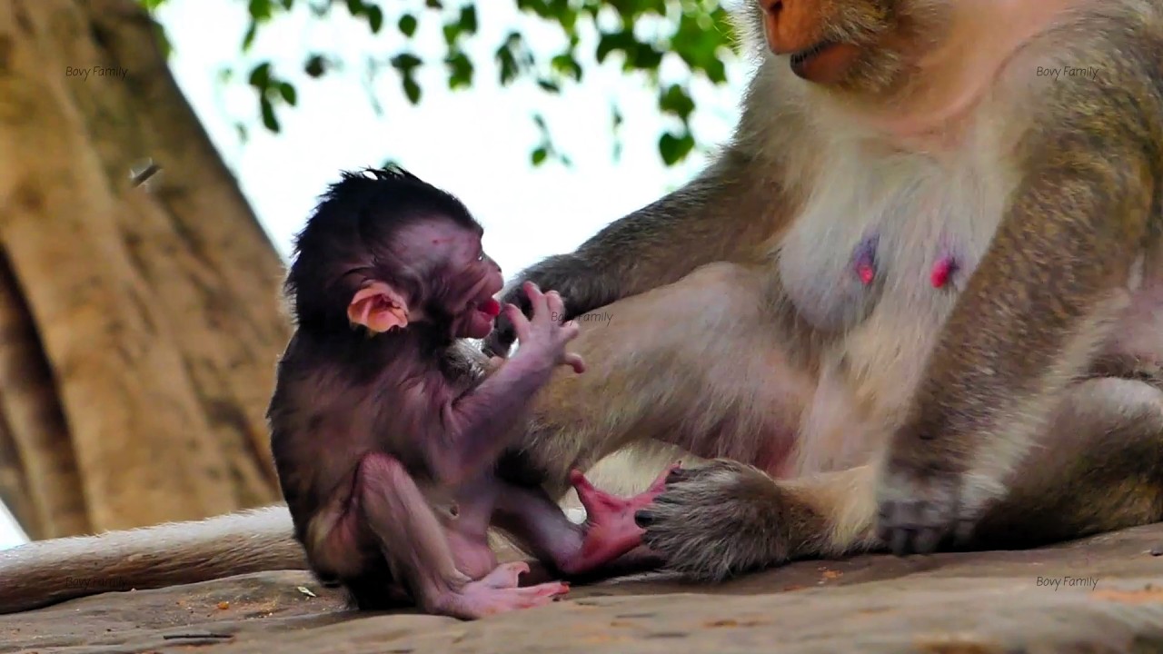 Rejection: Watch the Emotional Moment a Mother Monkey Denies Milk to Her Crying Infant